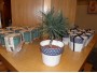 Mini Bonsai i keramikpotte, Sortfyr